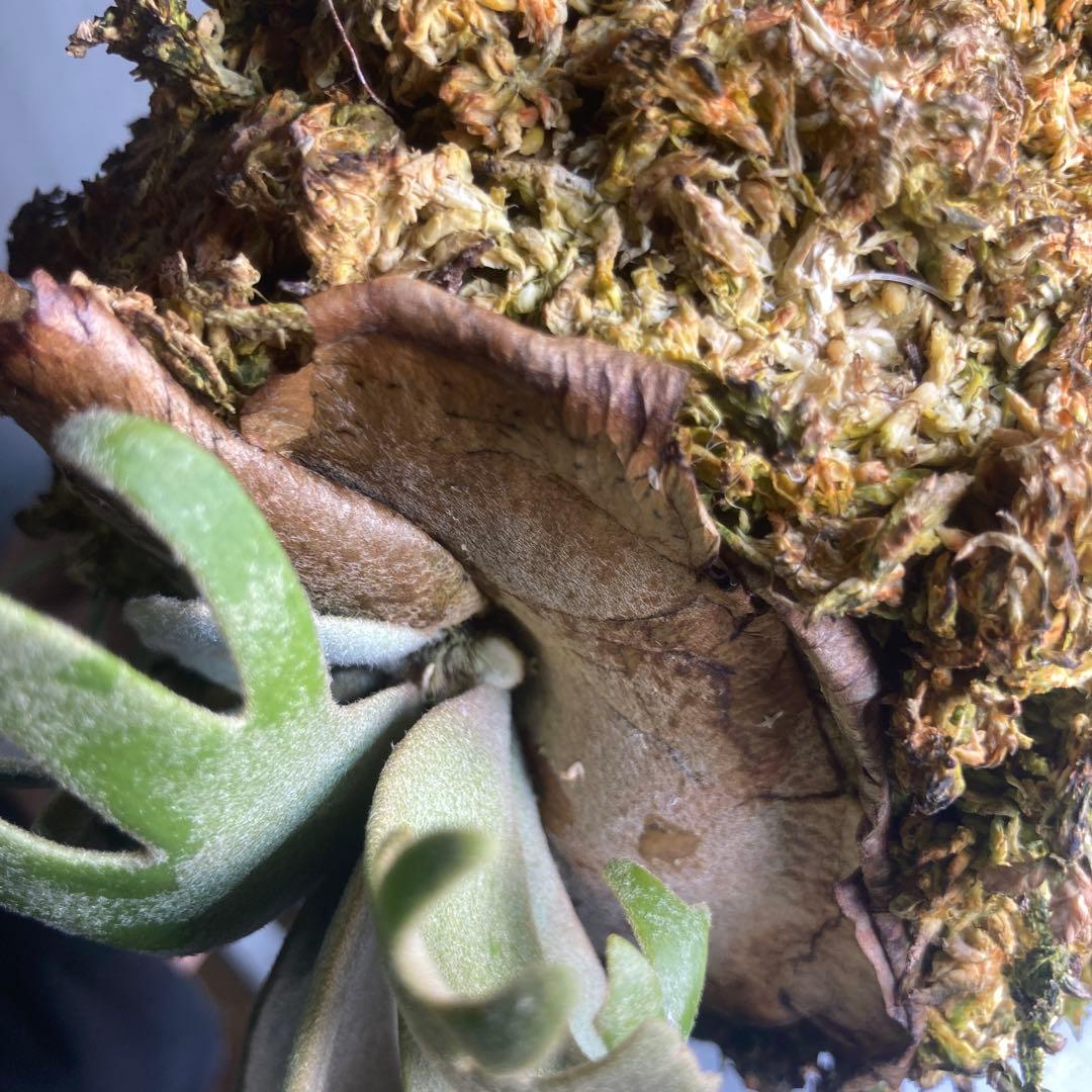 ビカクシタ　ジェイドガール　板付け　スポア　ウィリンキー　jade girl