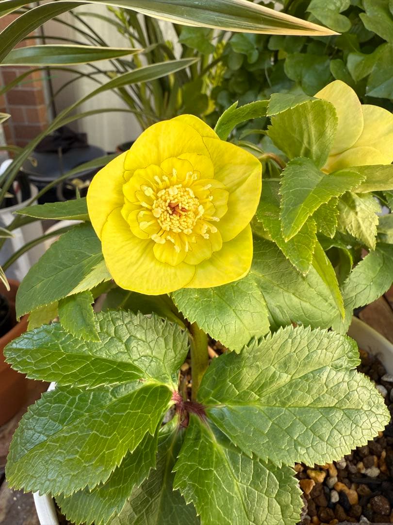 【専用出品です】クリスマスローズ