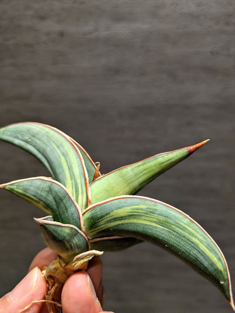 希少　ロリダ　斑入り　サンスベリア　サンス　多肉植物　サンセベリア　サボテン