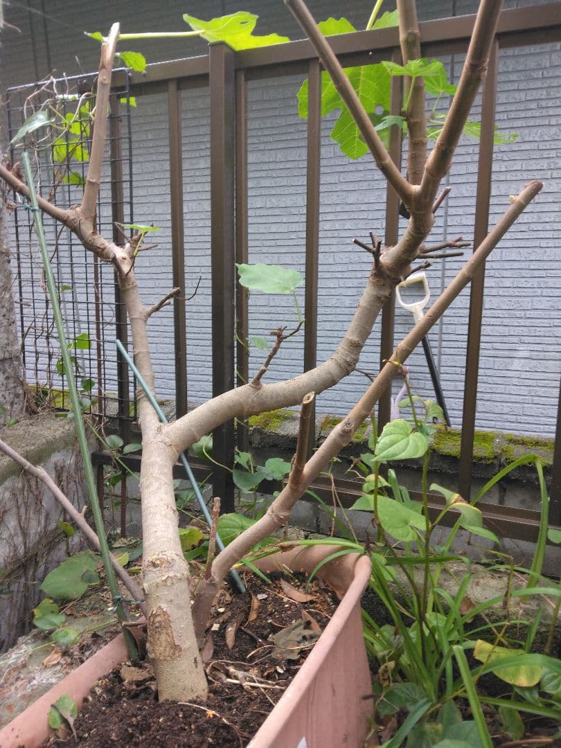 新品　無花果　土の上から97㎝位 今年は実を付けました　大きいので対面販売のみ