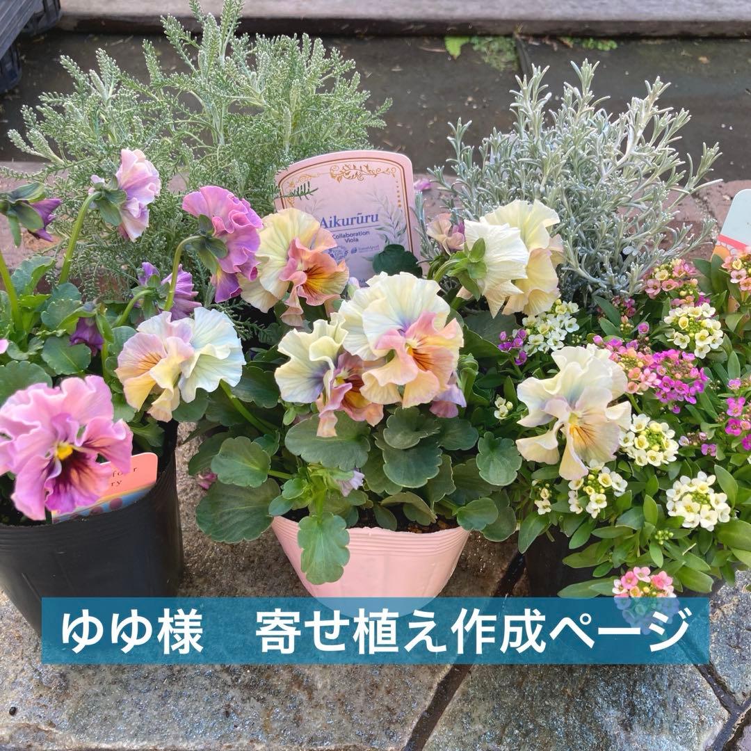 寄せ植えセット　ゆゆ様　ご注文　プティフール　ビオラ