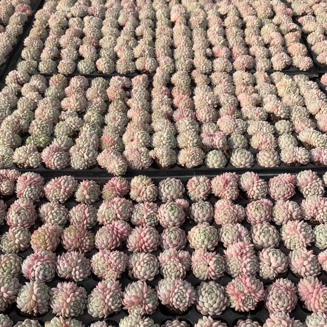 Top【選抜株】多肉植物　23220オールド　ゴールド 72個 プラグトレー苗