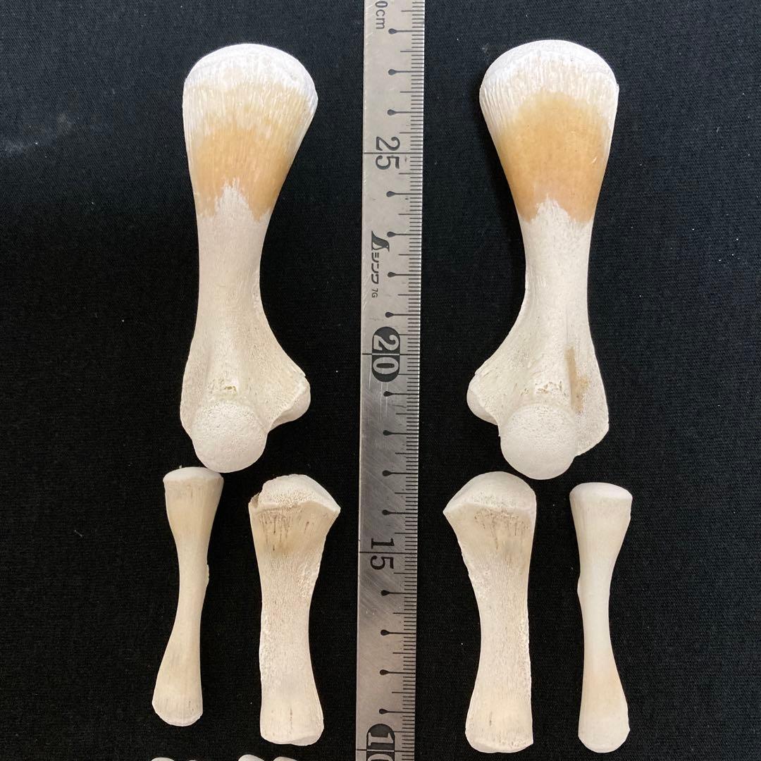 アカウミガメの骨標本　海亀頭骨他