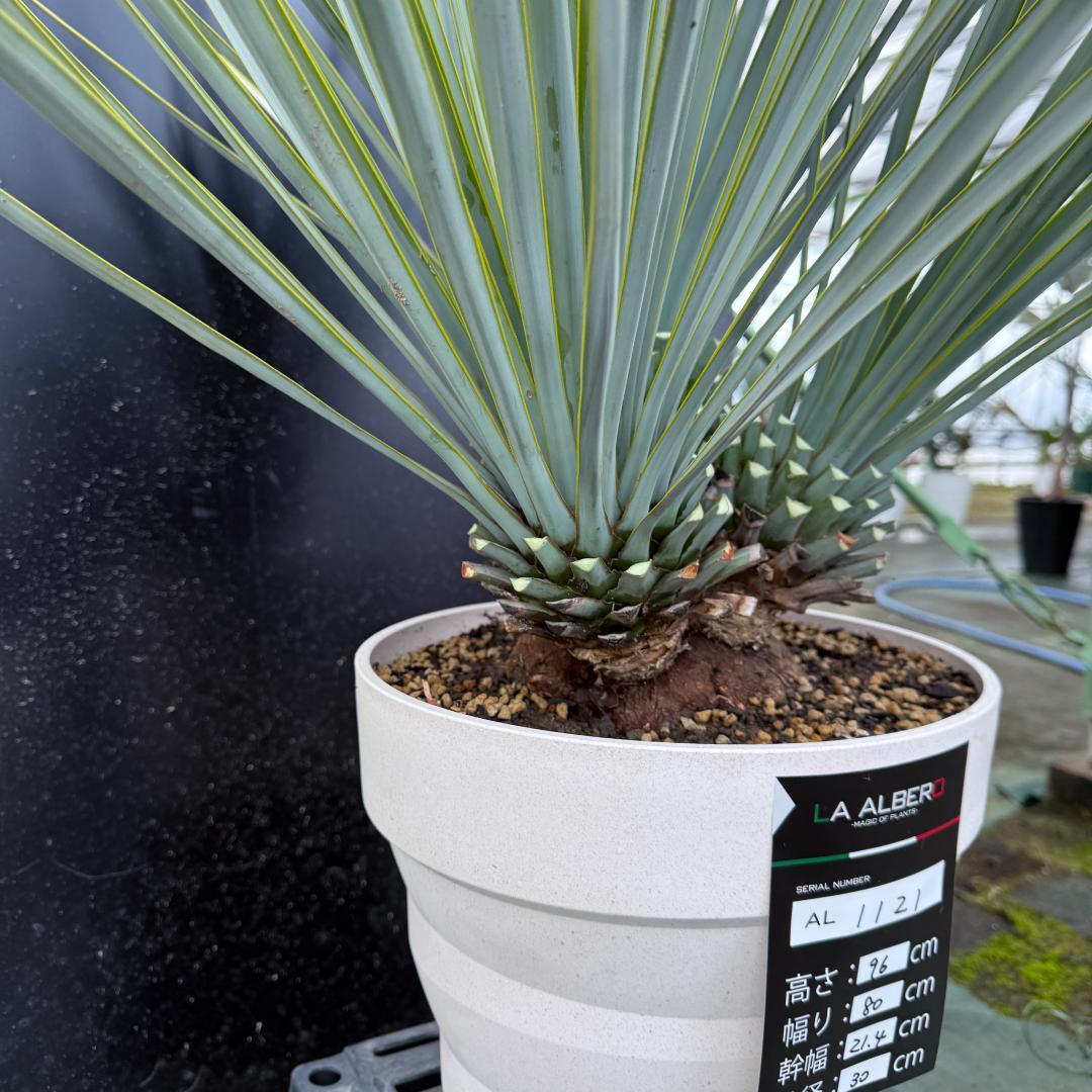 【AL1121】ユッカ　リギダ　超希少トリプルヘッド