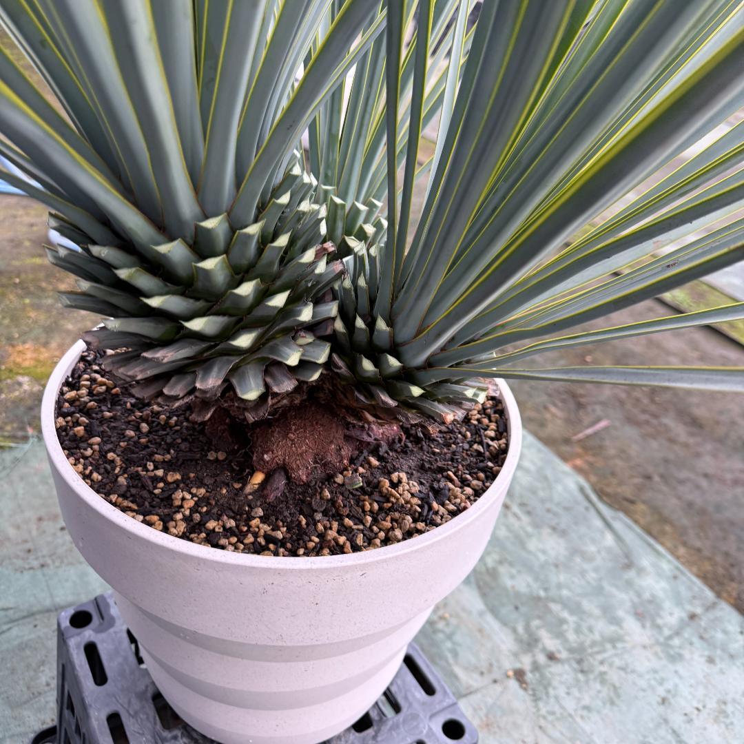 【AL1121】ユッカ　リギダ　超希少トリプルヘッド