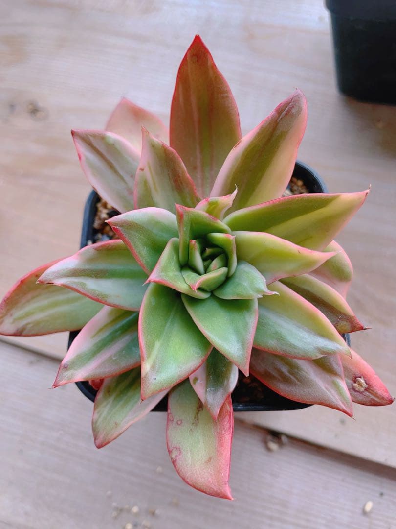 エケベリア Treasure Map錦　多肉植物 美斑入り