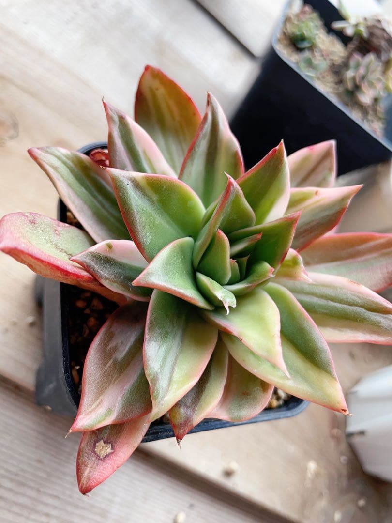 エケベリア Treasure Map錦　多肉植物 美斑入り