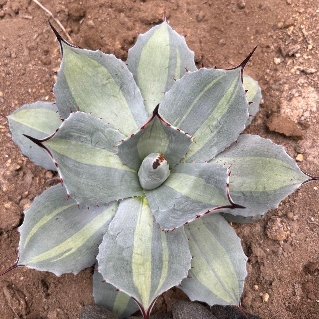 吉祥天錦　変わり斑