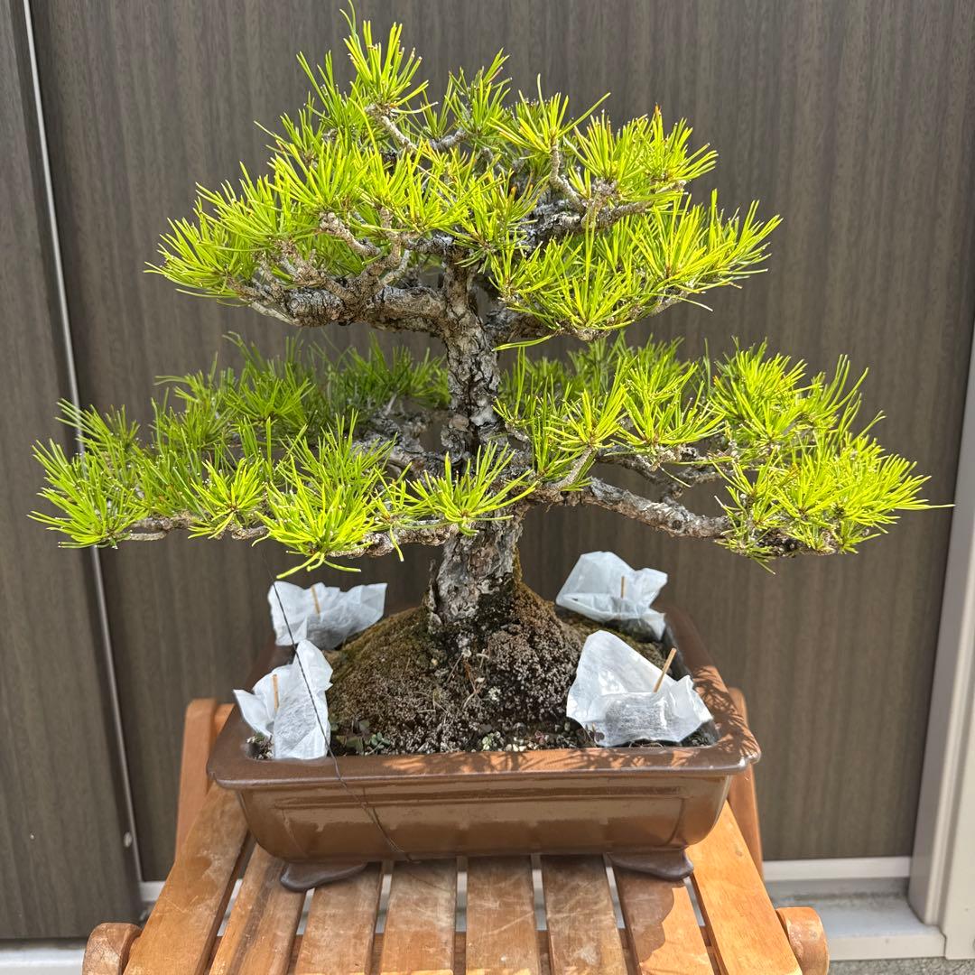 盆栽 黒松 中品盆栽 山採り