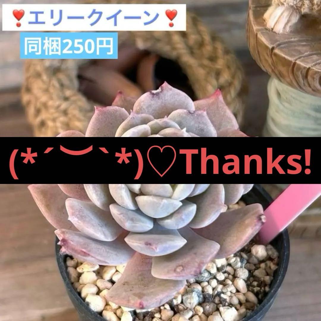 ❣️エリークイーン❣️現品 エケベリア 寄せ植え 多肉弁当 多肉植物