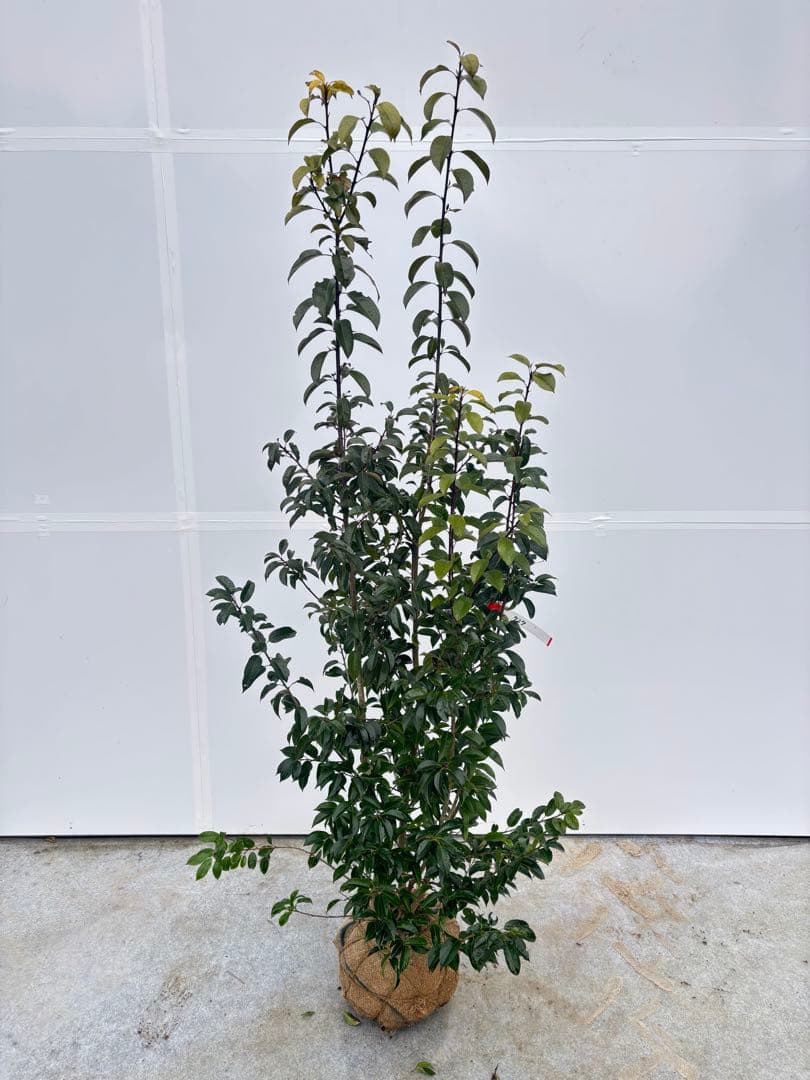 手頃なサイズ お庭の主役にどうぞ ソヨゴ 727 樹高1.6m位 株立 常緑樹