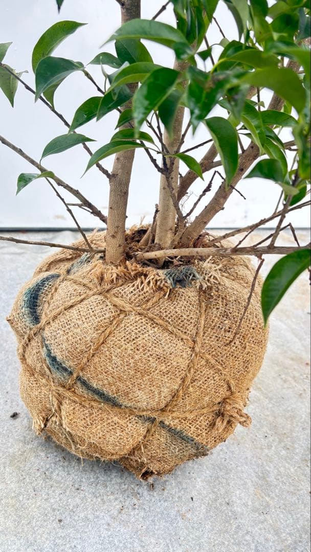 手頃なサイズ お庭の主役にどうぞ ソヨゴ 727 樹高1.6m位 株立 常緑樹