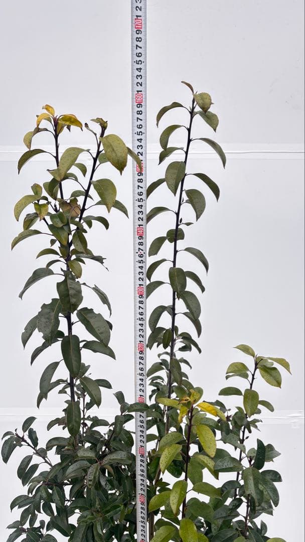 手頃なサイズ お庭の主役にどうぞ ソヨゴ 727 樹高1.6m位 株立 常緑樹