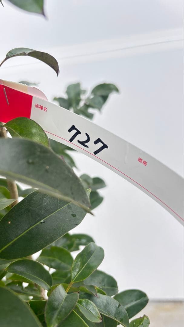 手頃なサイズ お庭の主役にどうぞ ソヨゴ 727 樹高1.6m位 株立 常緑樹