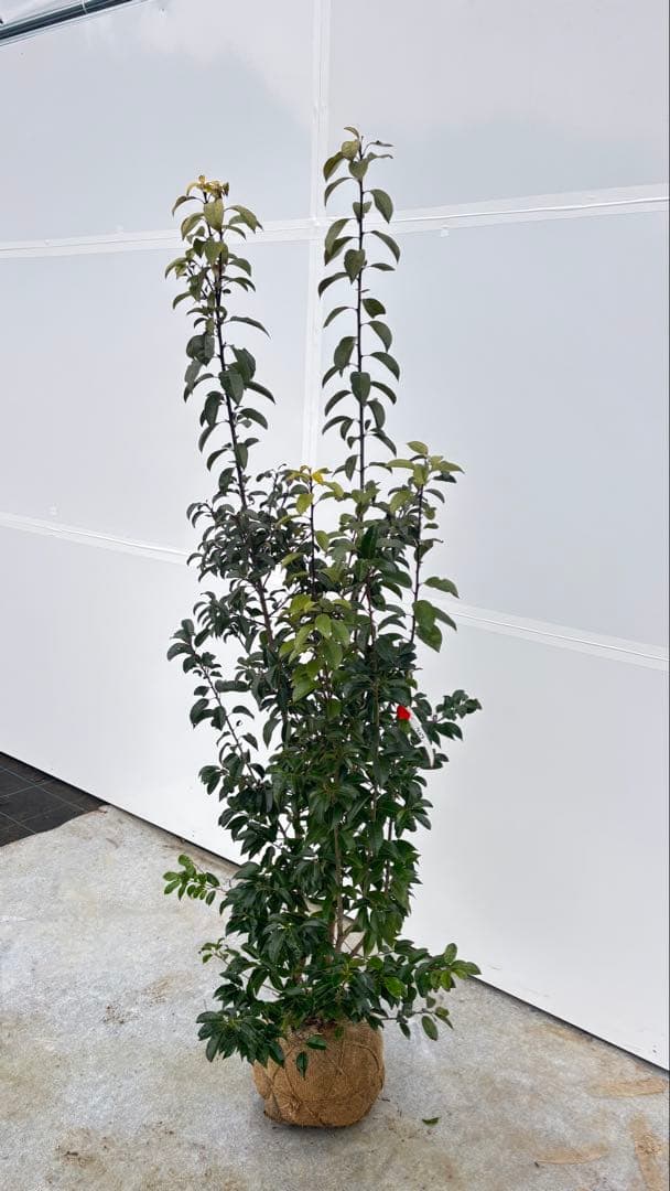 手頃なサイズ お庭の主役にどうぞ ソヨゴ 727 樹高1.6m位 株立 常緑樹