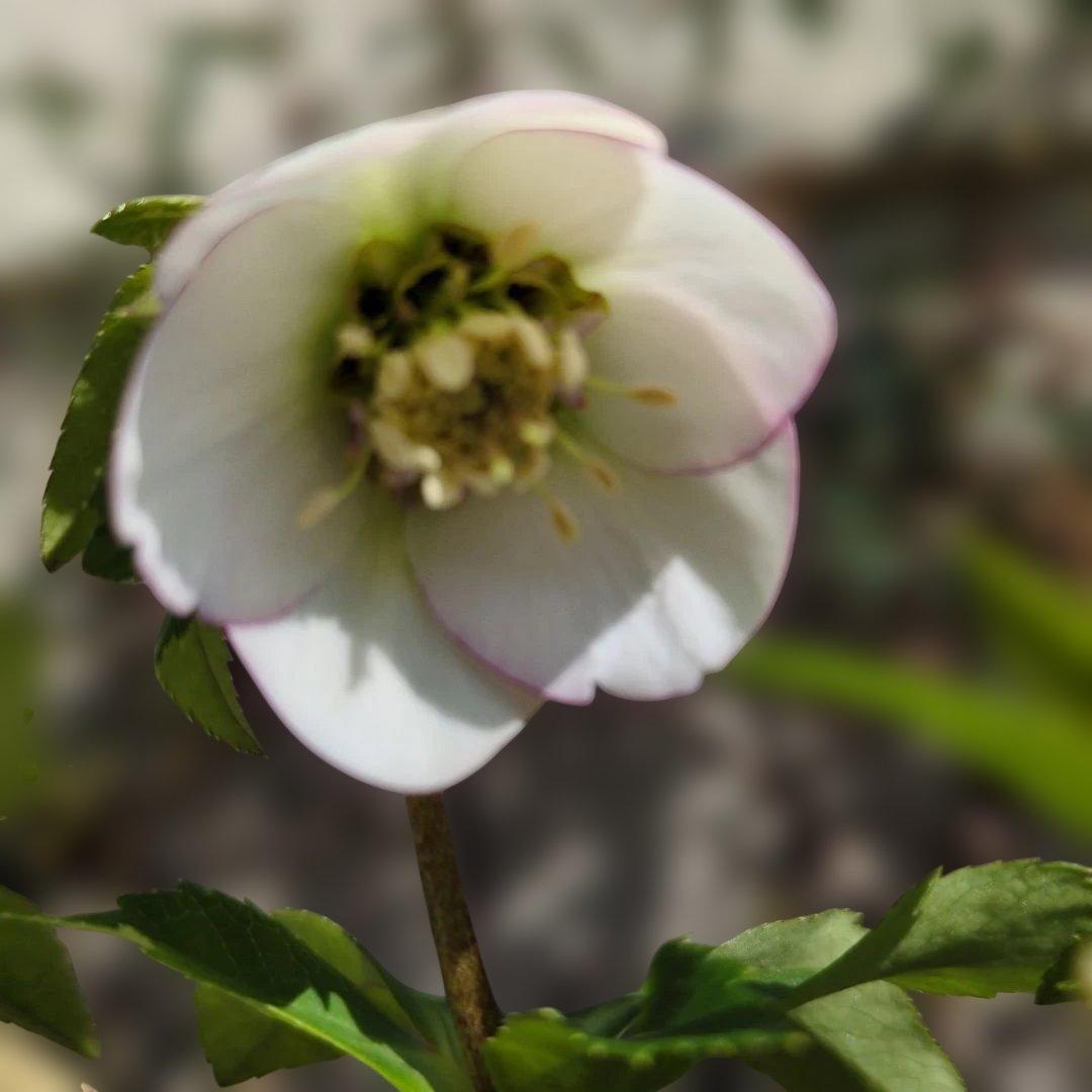 大木ナーセリー❤️ クリスマスローズ❤️ フジタ交配❤️