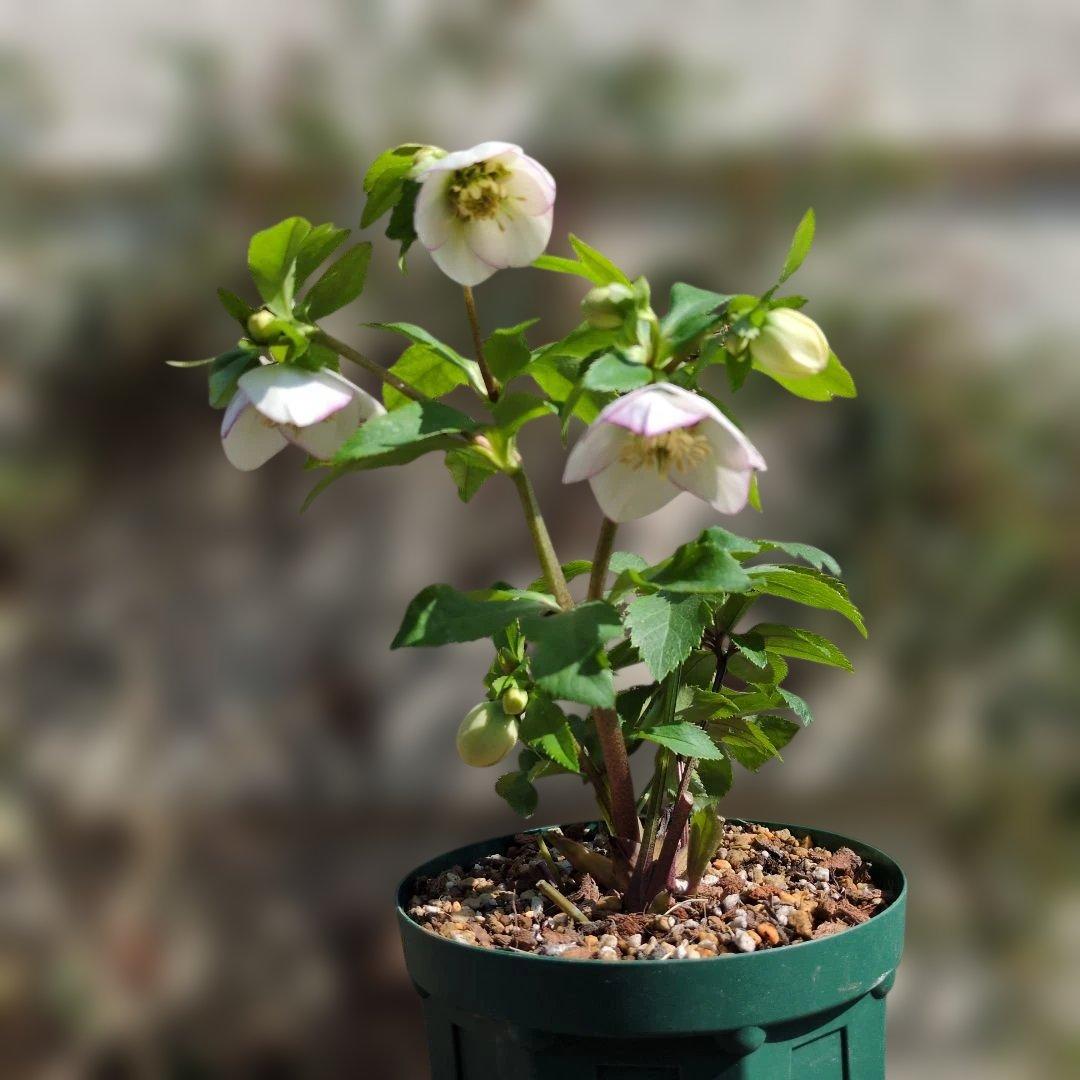 大木ナーセリー❤️ クリスマスローズ❤️ フジタ交配❤️