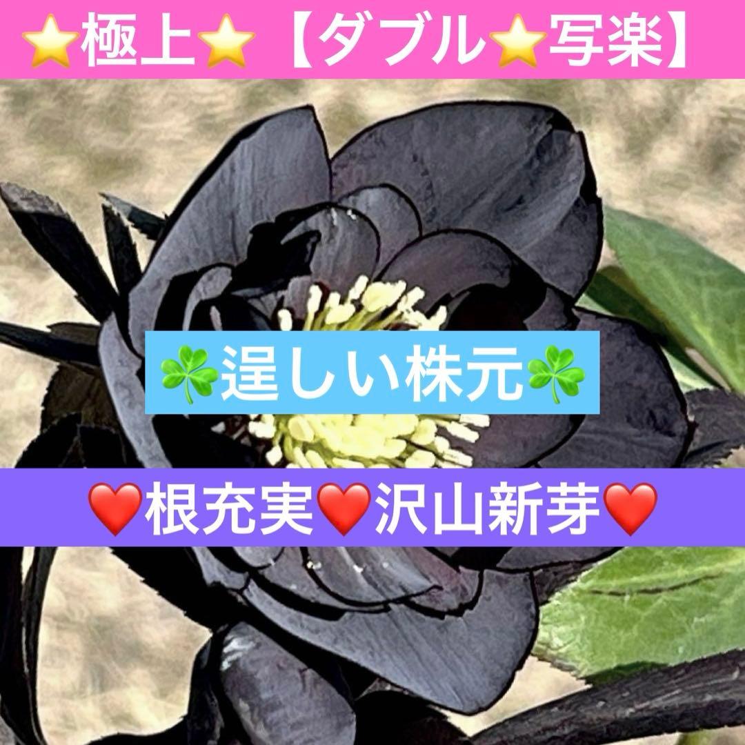 バ*カ様 ☘️逞しい株元☘️根充実❤️沢山新芽❤️3203⭐️極上⭐️【ダブル⭐