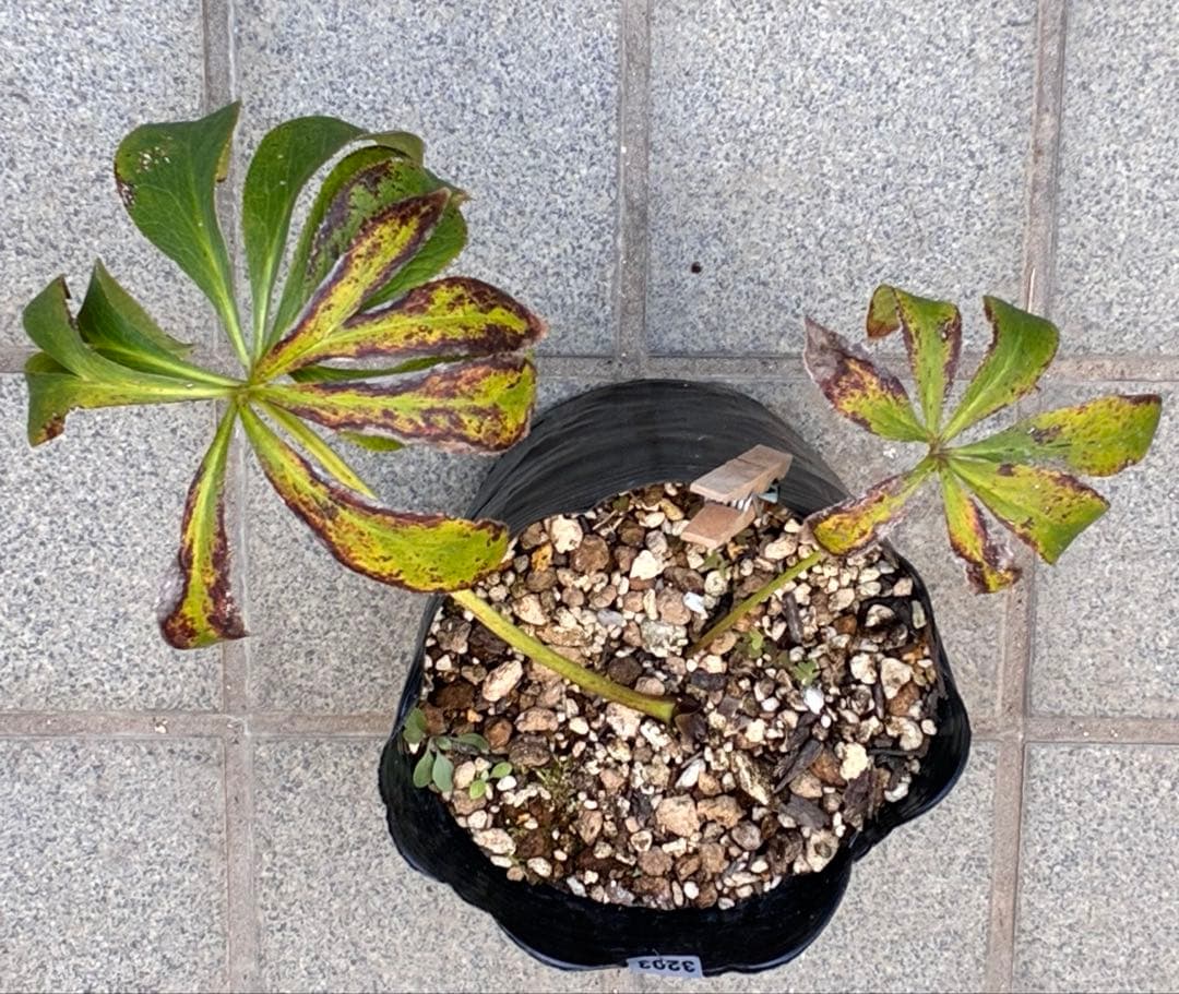 バ*カ様 ☘️逞しい株元☘️根充実❤️沢山新芽❤️3203⭐️極上⭐️【ダブル⭐