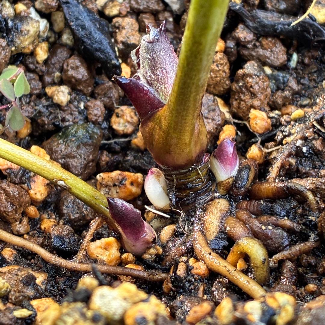 バ*カ様 ☘️逞しい株元☘️根充実❤️沢山新芽❤️3203⭐️極上⭐️【ダブル⭐