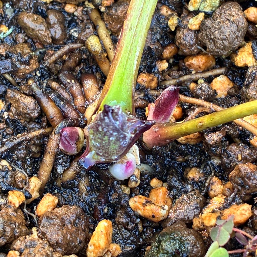 バ*カ様 ☘️逞しい株元☘️根充実❤️沢山新芽❤️3203⭐️極上⭐️【ダブル⭐