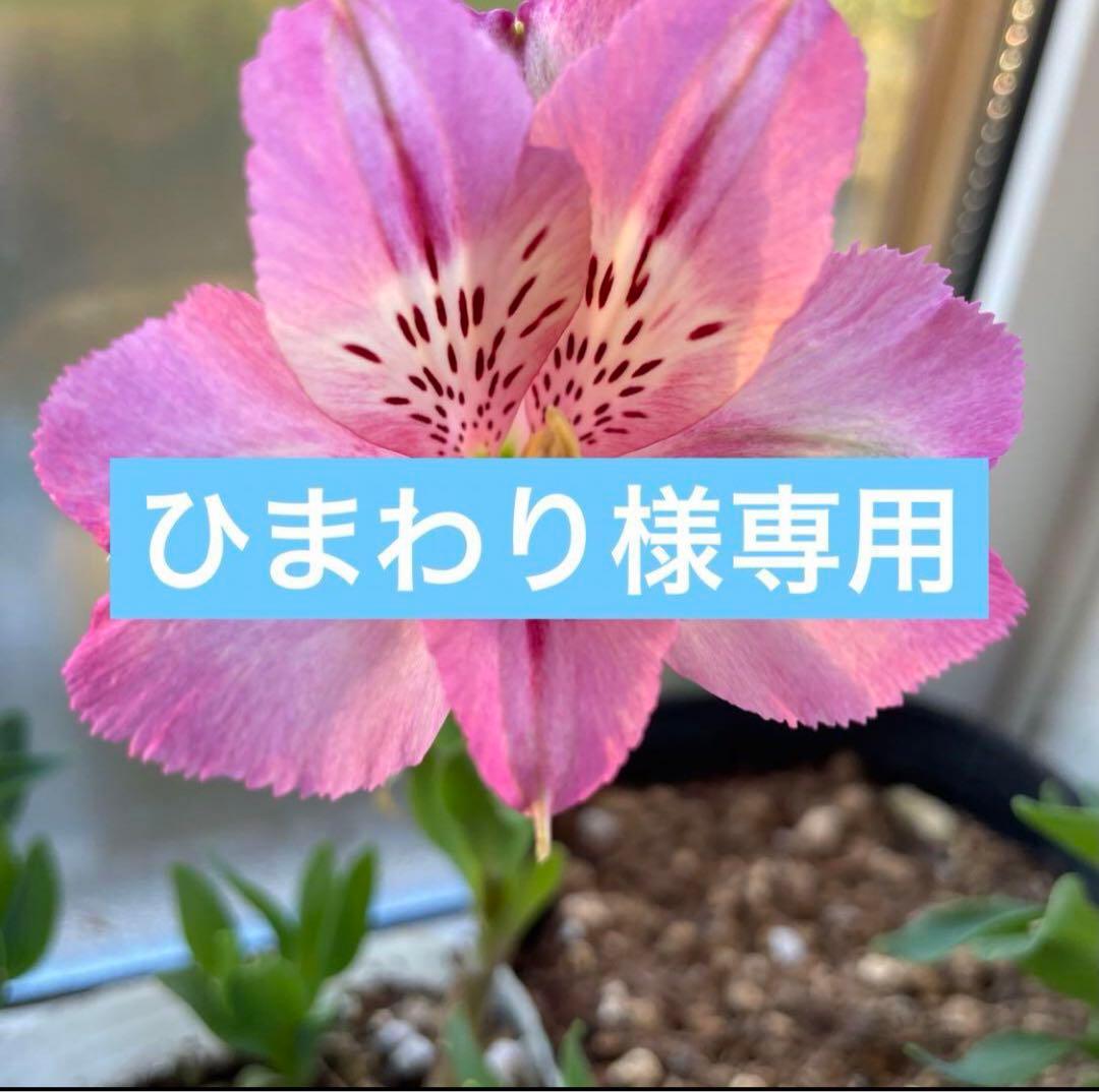 確認用の為購入できません