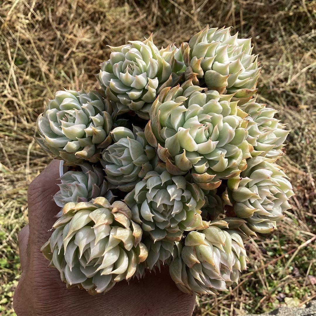 ハルビンゲリ錦　大苗　大群生　鉢ごと発送！