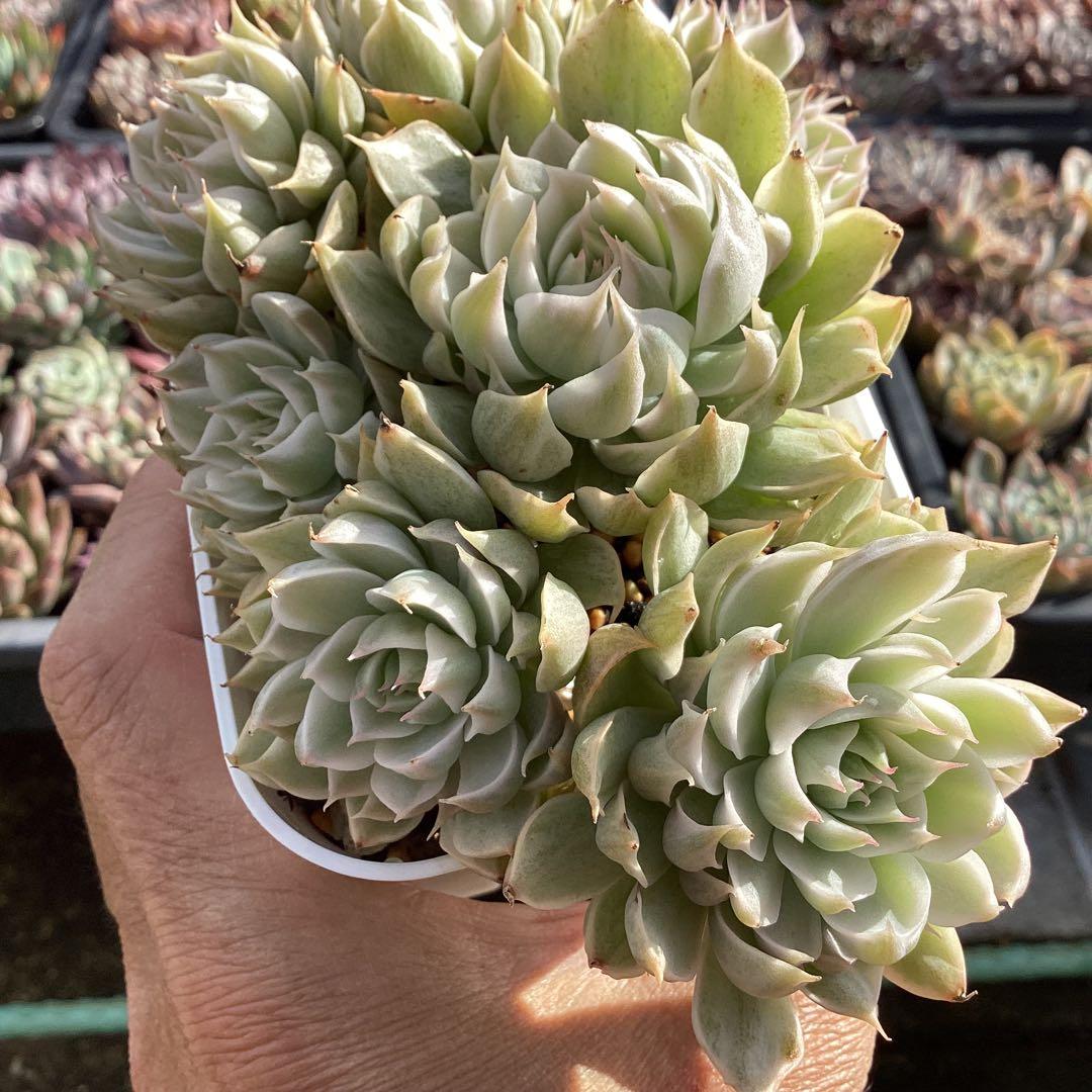 ハルビンゲリ錦　大苗　大群生　鉢ごと発送！