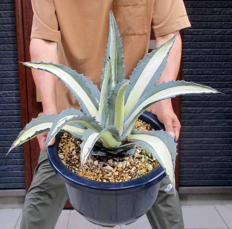 【現品】アガベアメリカーナ中斑　メディオピクタアルバ　華厳(ケゴン）12号　４番