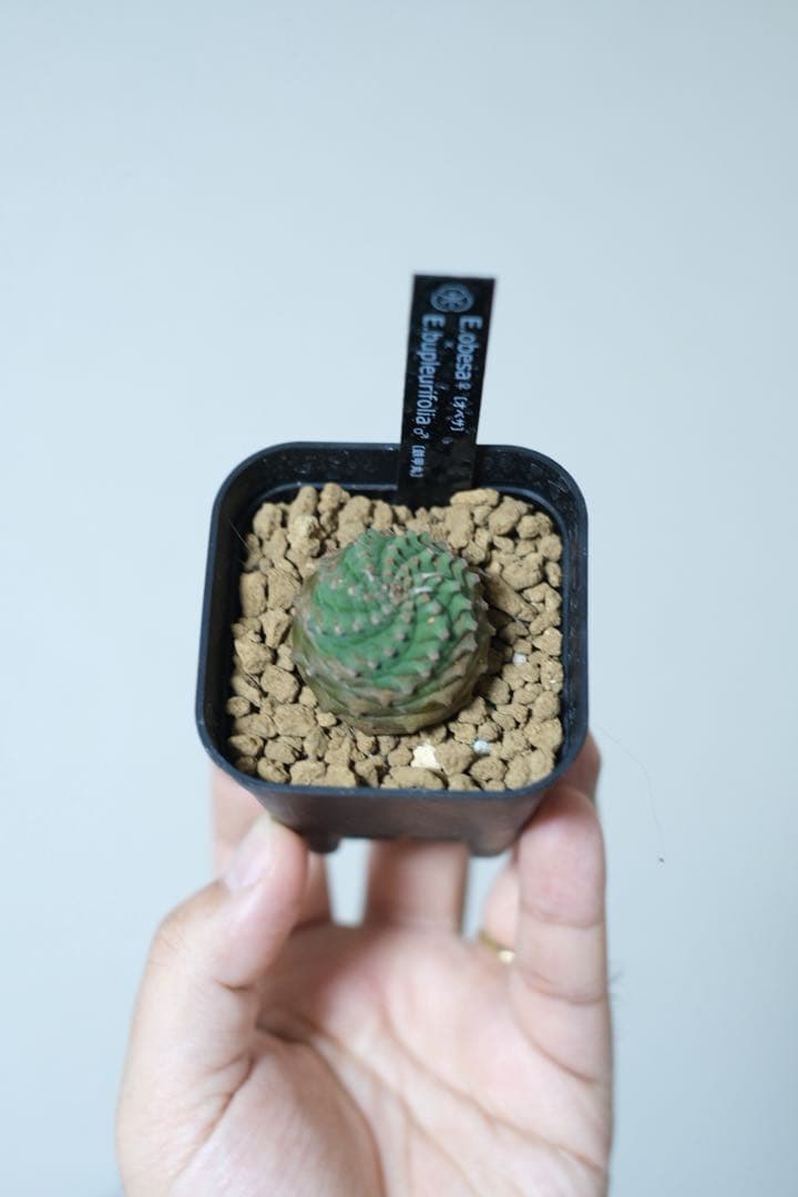 お*め様 オベサ鉄甲