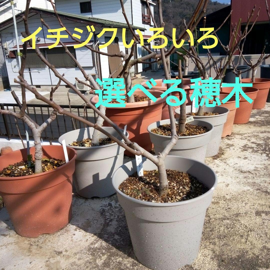 イチジクいろいろ　選べる穂木