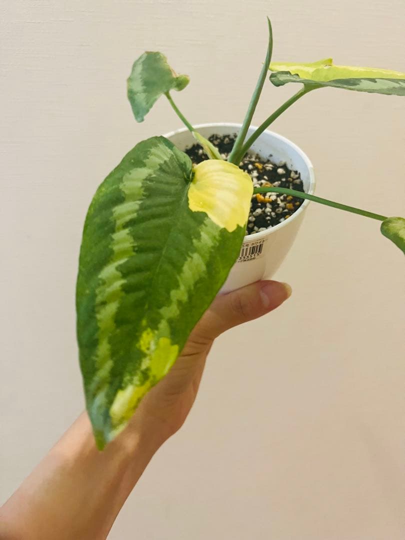 確認用　スキスマトグロッティスワリシー　斑入り