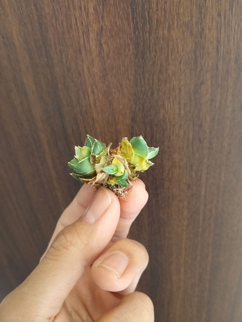 超希少株 アガベ ピンキー \