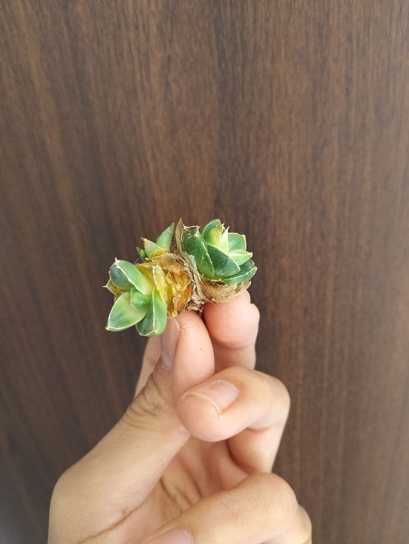 超希少株 アガベ ピンキー \"多頭タイプ\"