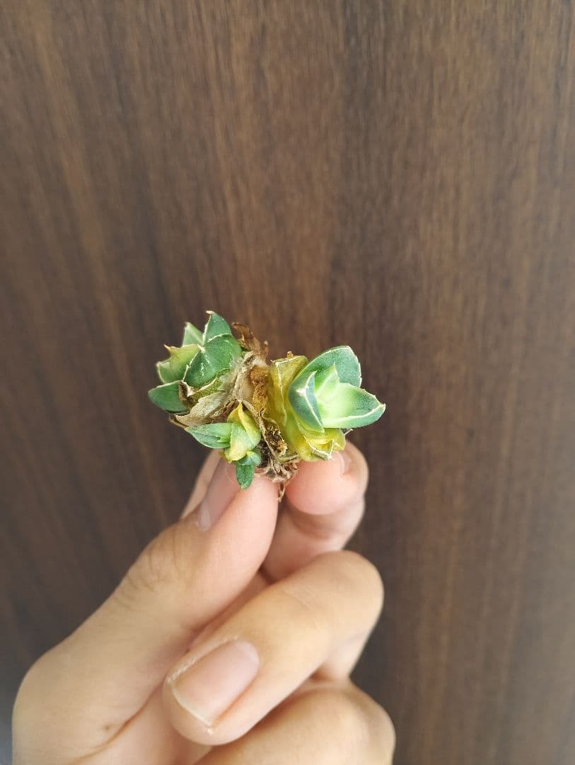 超希少株 アガベ ピンキー \"多頭タイプ\"