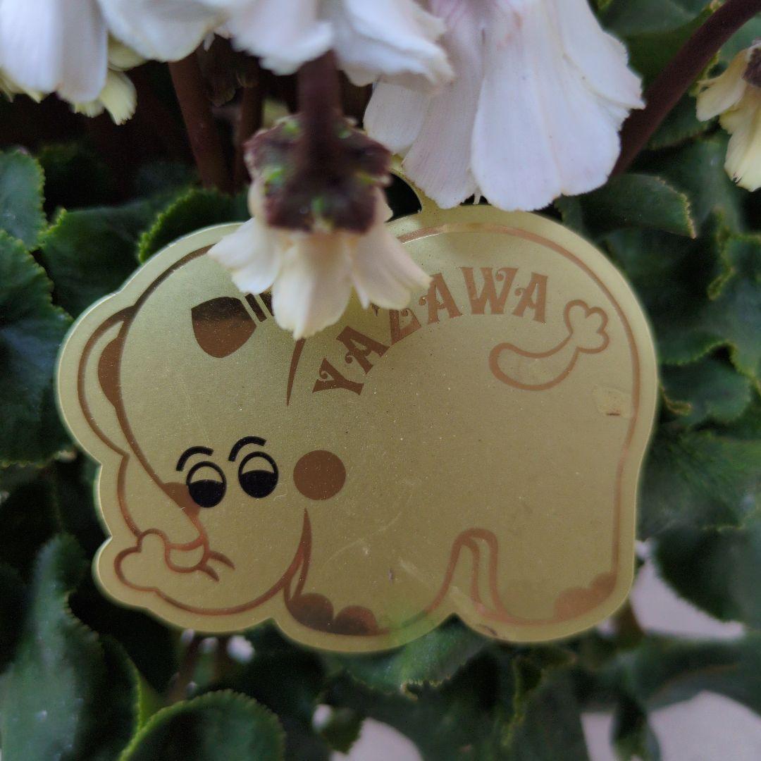 花鉢　シクラメン　天使のはね　５号鉢　白　ピンク　２鉢