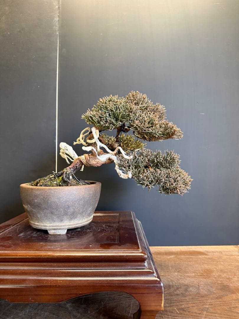 真柏盆栽　小品盆栽捻転舎利即戦力