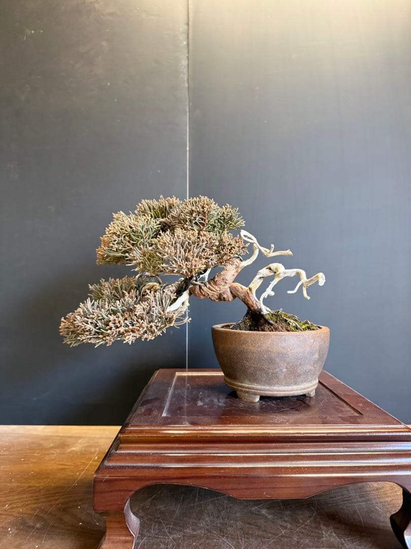 真柏盆栽　小品盆栽捻転舎利即戦力