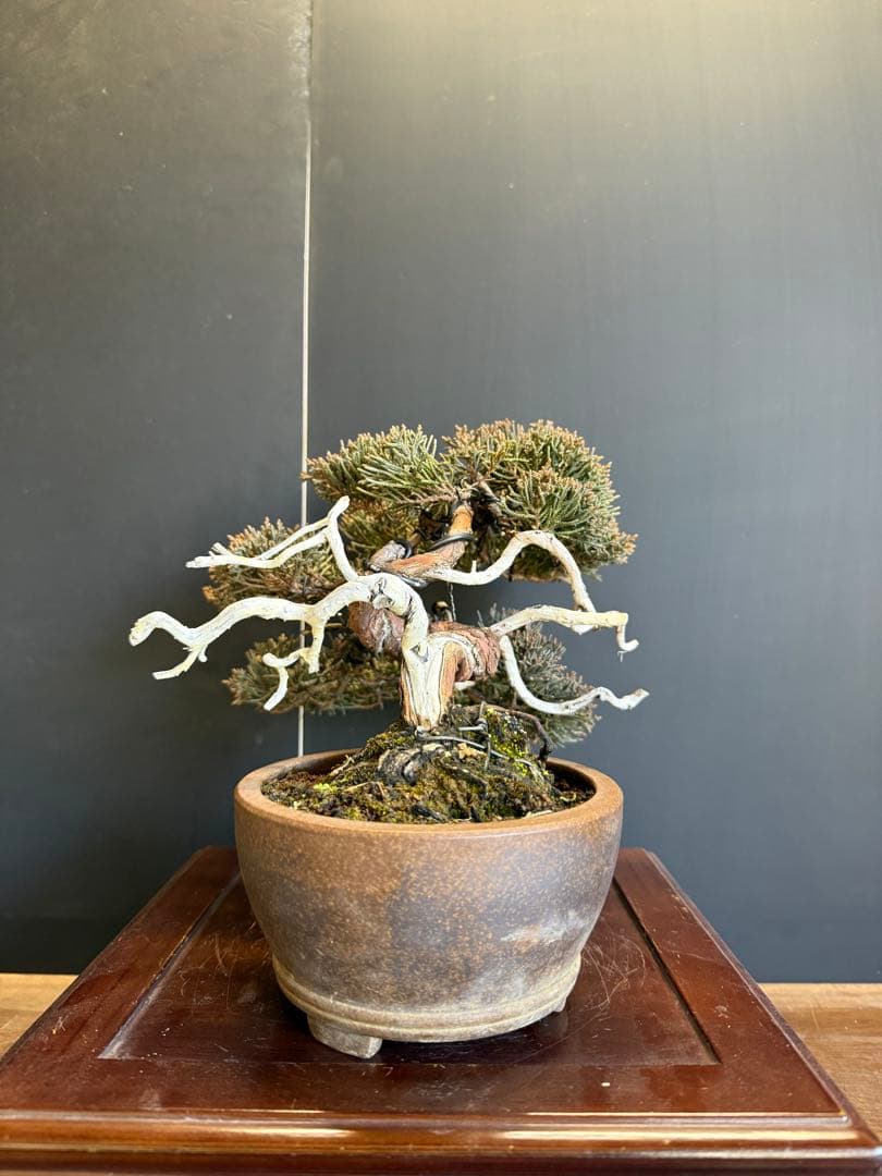 真柏盆栽　小品盆栽捻転舎利即戦力