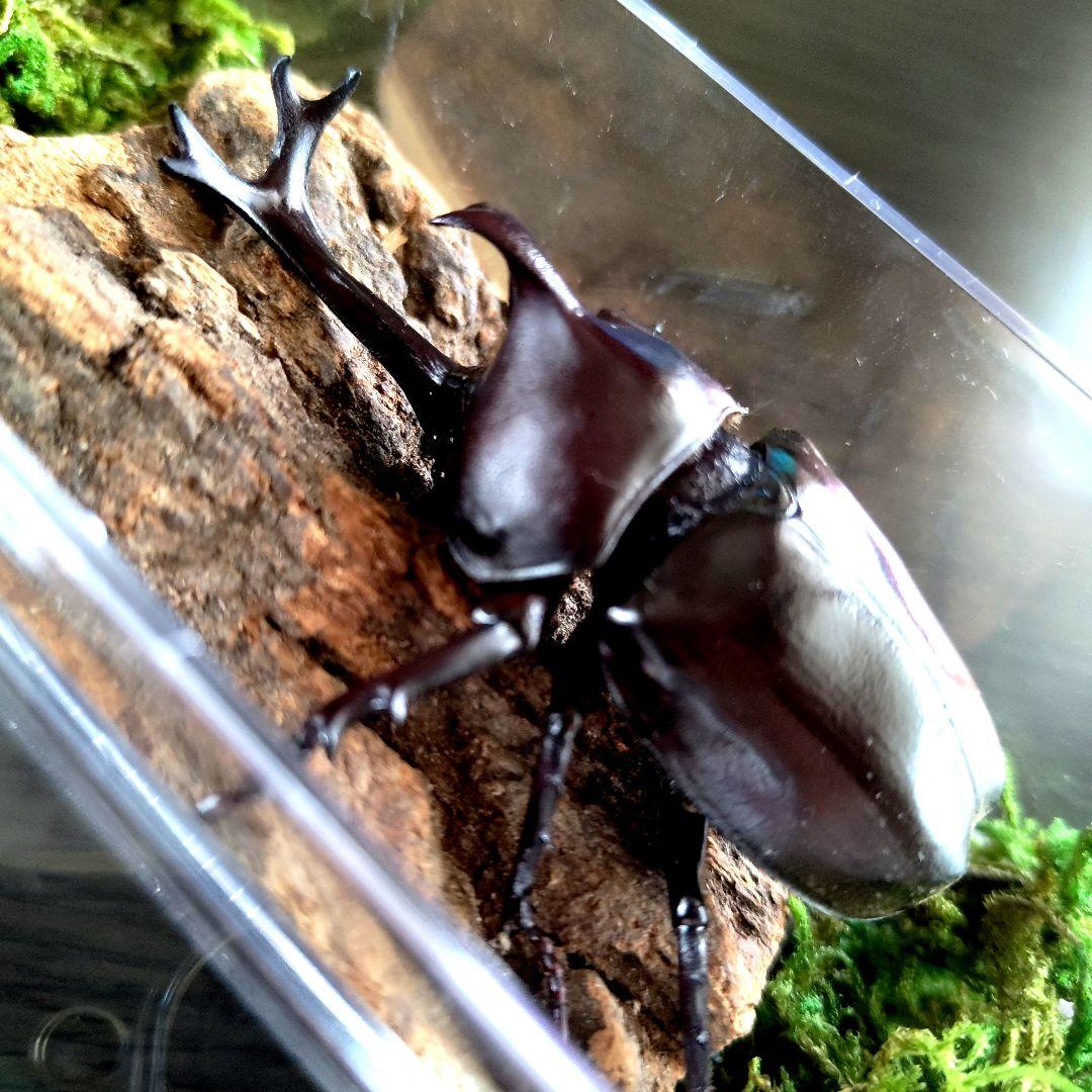 宝物特大黒野生ワイルドカブトムシ標本79mm頭角幅19mm胸角幅4.6mmぐらい