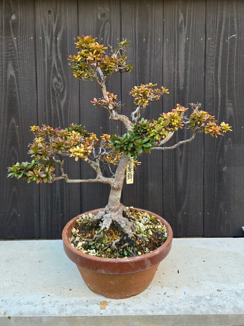 皐月盆栽「吾妻錦」