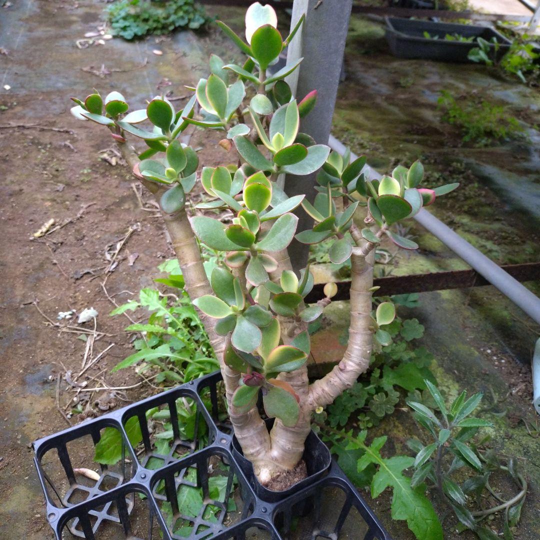 多肉植物　金のなる木　黄金姫花月？　かなり超特大苗　抜き苗　古株年代物