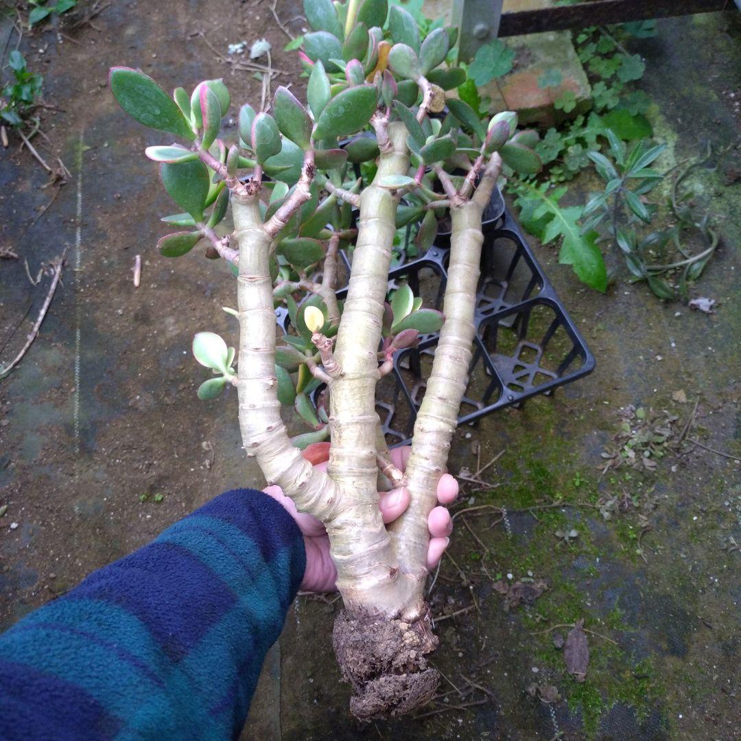 多肉植物　金のなる木　黄金姫花月？　かなり超特大苗　抜き苗　古株年代物