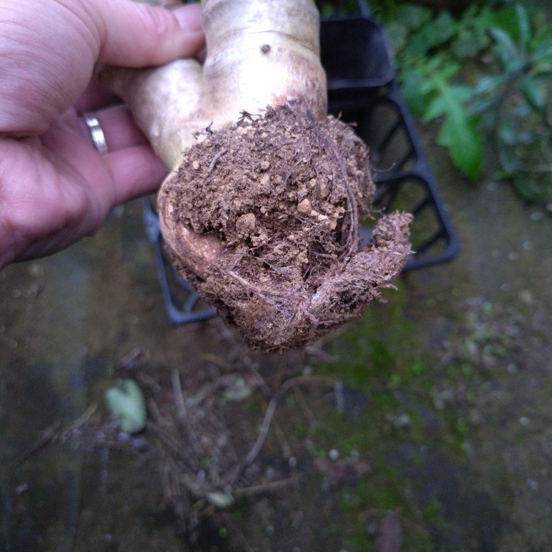 多肉植物　金のなる木　黄金姫花月？　かなり超特大苗　抜き苗　古株年代物