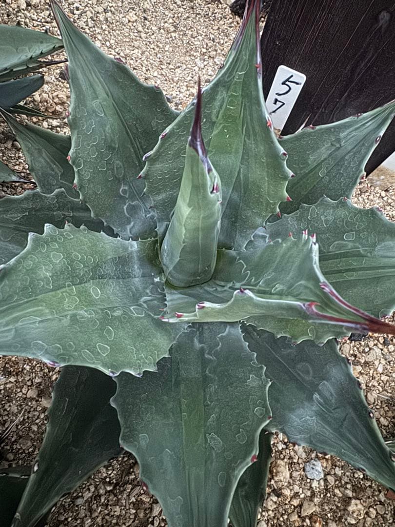 フラワー・ガーデニング Agave montana 'Lime Flash' 57