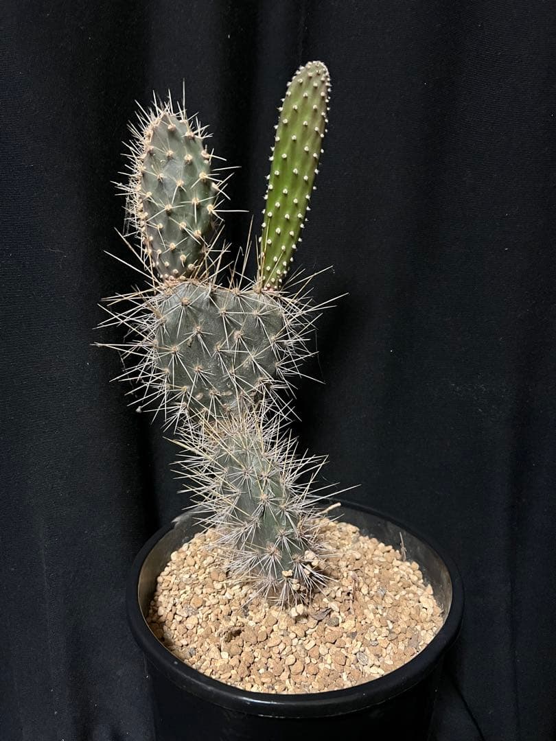 ガラパコス団扇サボテン