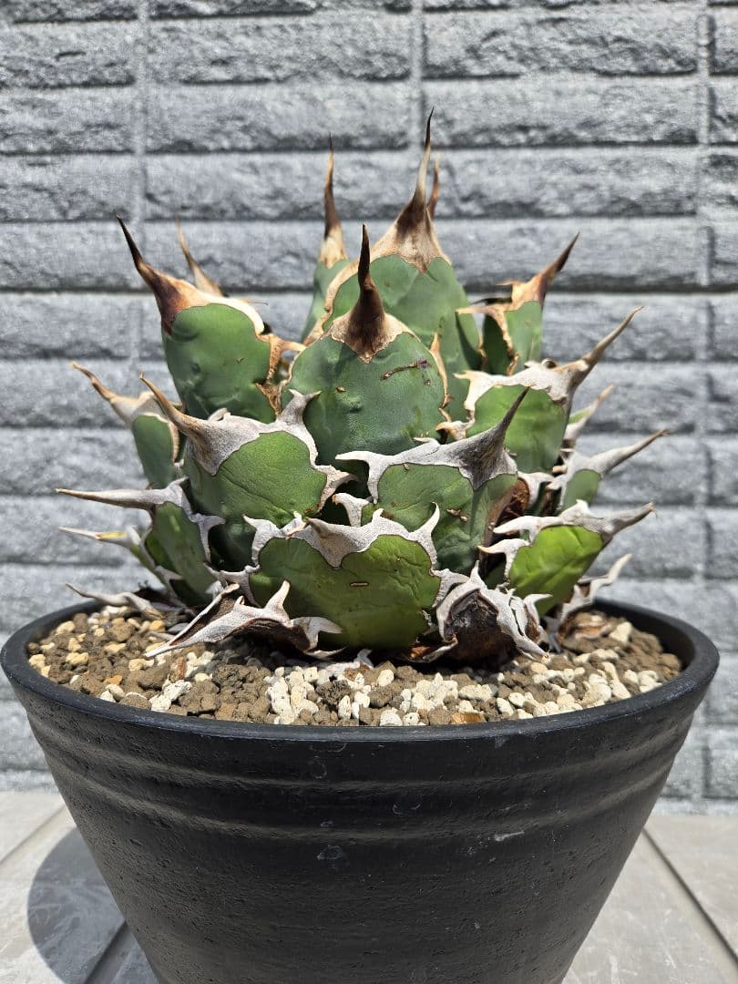 アガベ　チタノタ　ドラゴンスパイン