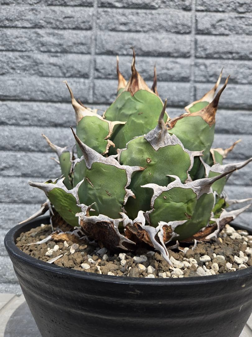 アガベ　チタノタ　ドラゴンスパイン