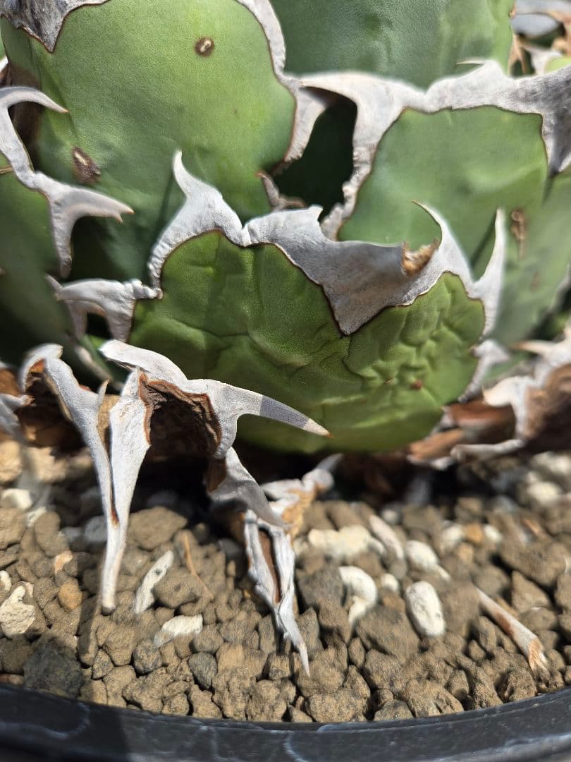 アガベ　チタノタ　ドラゴンスパイン