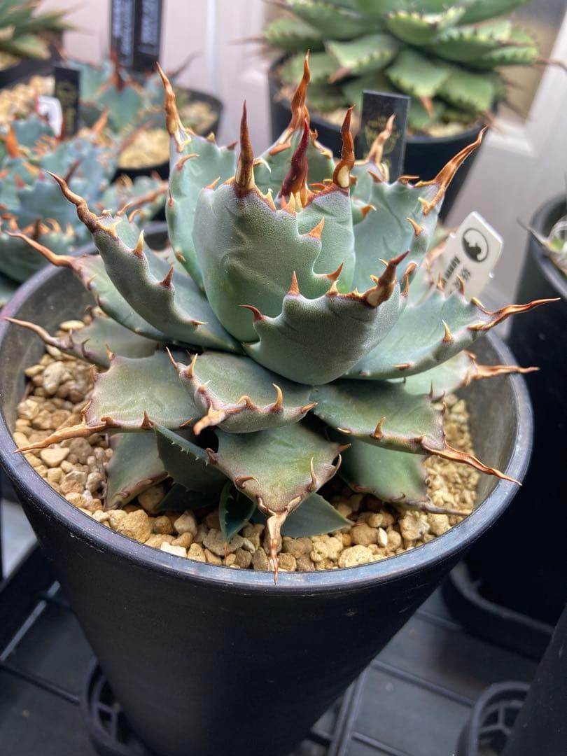 アガベ ハイブリッド 妖炎×特白肌甲蟹 土田制所 子株 カキコ